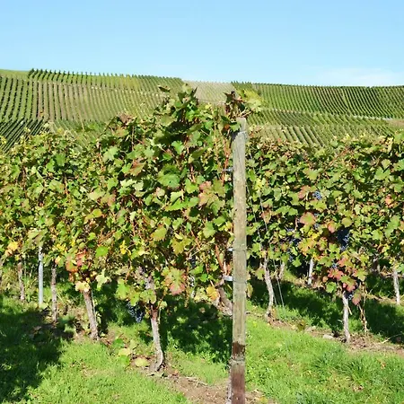 Weingut Mathy-schanz *