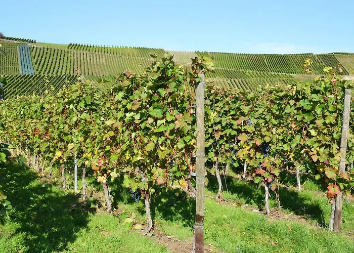 Weingut Mathy-schanz *